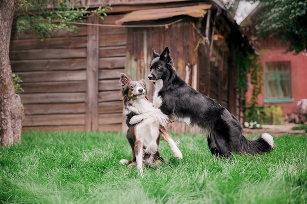 Grupo de perros jugando juntos