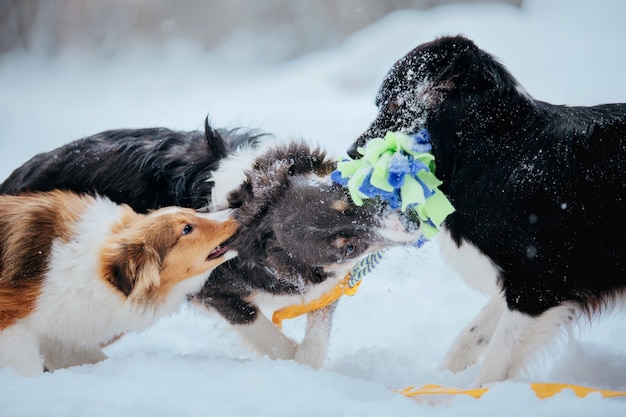 Grupo de perros en la nieve