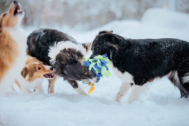 Grupo de perros en la nieve