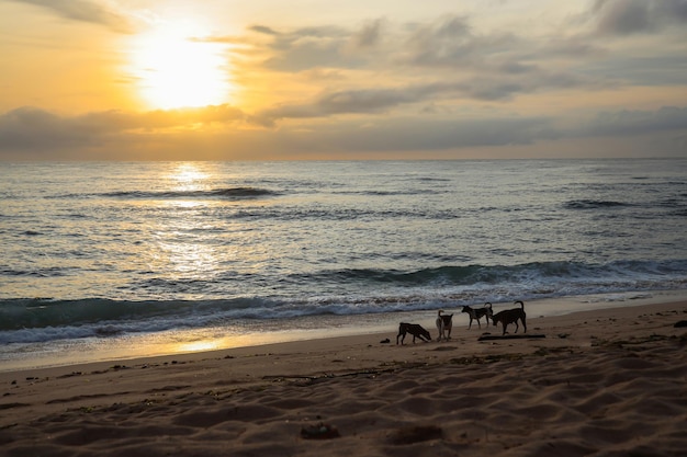 Un grupo de perros en la playa.