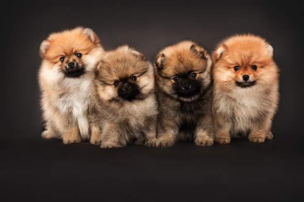 Un grupo de perros se sientan en fila.