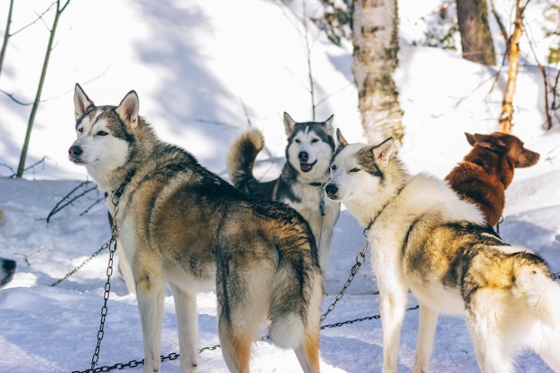 Grupo de perros de trineo en el bosque soleado de invierno