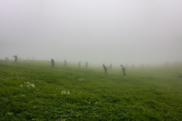 Un grupo de personas caminando por un camino de flores lilas, plantas verdes y cielo nublado