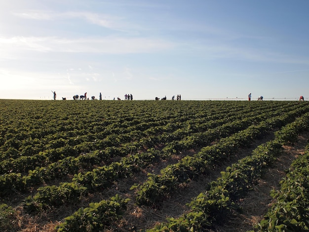 Foto grupo de personas en el campo contra el cielo