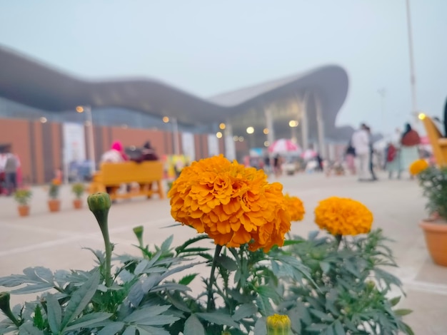 Un grupo de personas está sentada en un parque con un banco y flores en la parte de atrás.