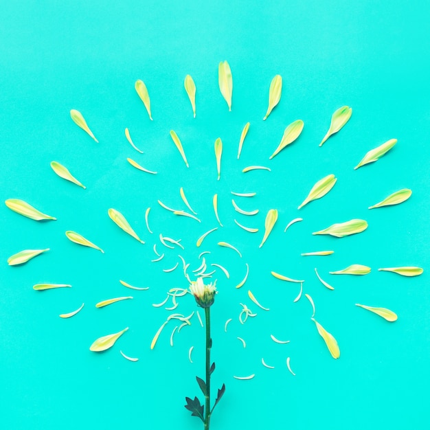 Grupo de pétalos de flores amarillas sobre azul