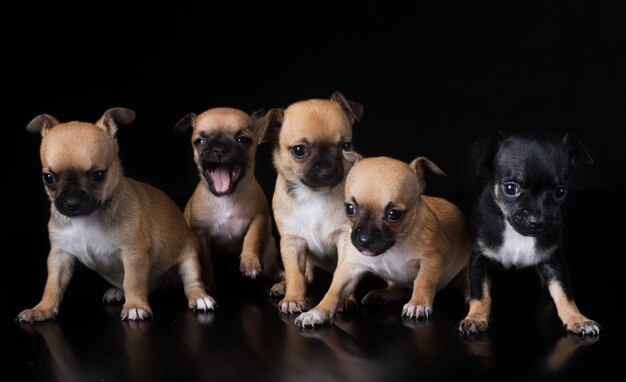 Foto grupo pf cachorros chihuahua