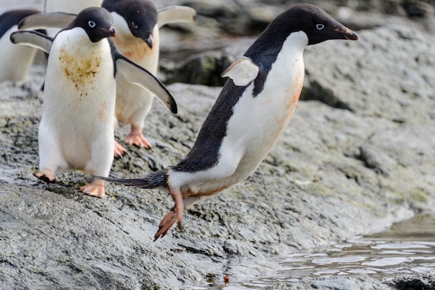 Grupo de pingüinos adelie en la playa en la Antártida