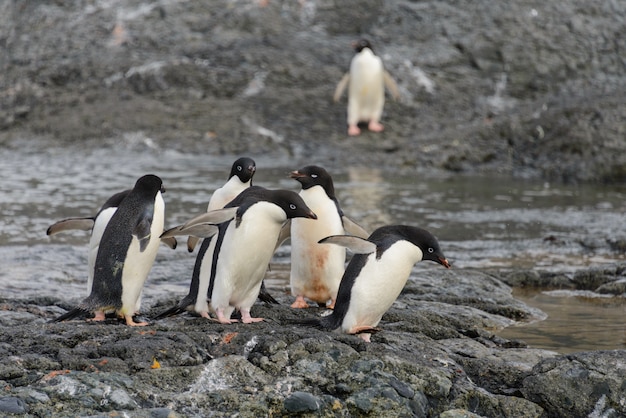 Grupo de pingüinos adelie en la playa en la Antártida