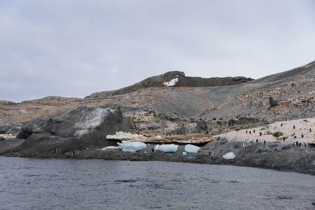 Grupo de pingüinos adelie en la playa en la Antártida