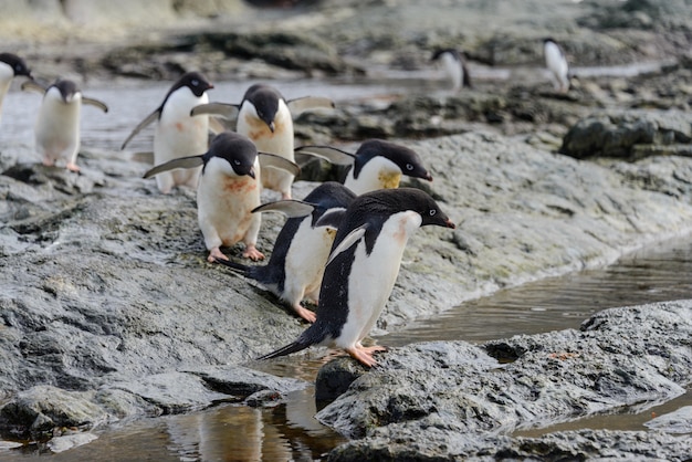 Grupo de pingüinos adelie en la playa en la Antártida