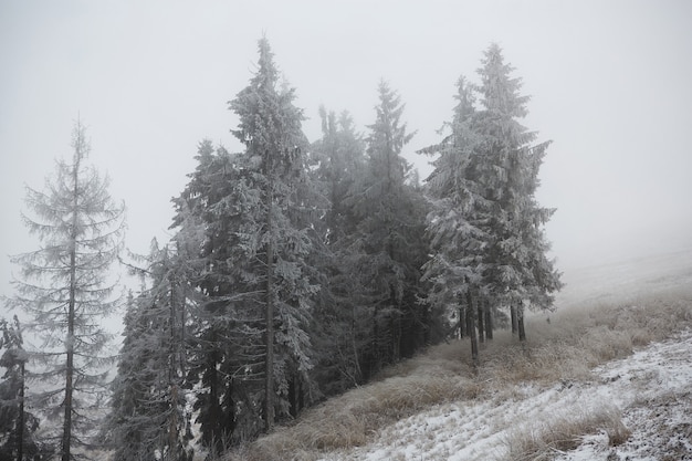 Grupo de pinos, abetos de pie en la niebla en la ladera de una montaña en la nieve.