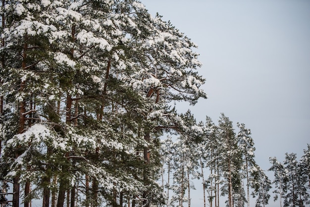 Un grupo de pinos cubiertos de nieve contra un cielo azul