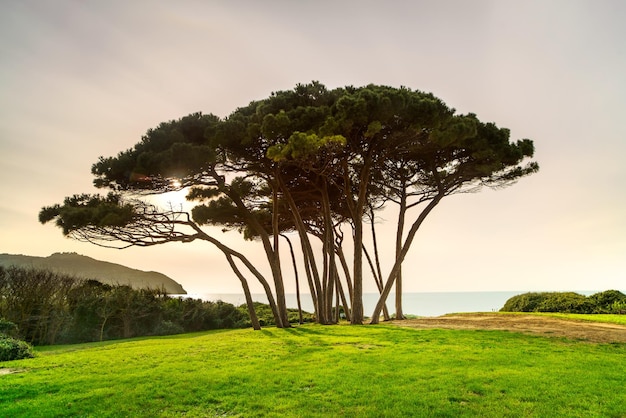 Foto grupo de pinos marinos cerca del mar y la playa baratti toscana