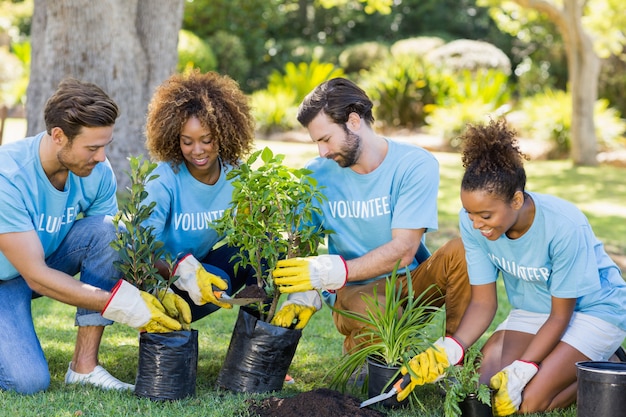 Grupo de plantación voluntaria