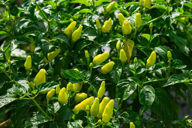 Un grupo de plantas de chile que tienen frutos pero aún no están maduras el día