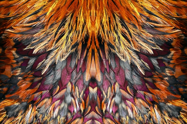 Grupo de plumas de color marrón brillante de algún pájaro
