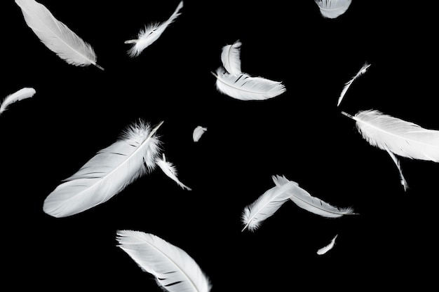 Grupo de plumas de pájaro blanco flotando en las plumas oscuras sobre fondo negro