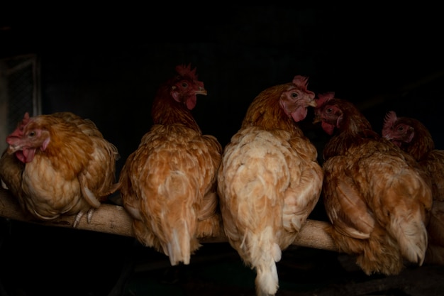 Grupo de pollo amarillo sentado en pie madera