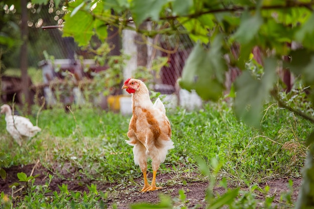 Grupo de pollos closeup gallinas adultas gallos pavos pollos adolescentes en la granja