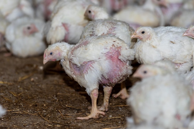 Un grupo de pollos está en una granja.