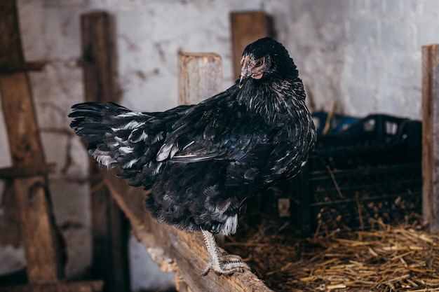 Grupo de pollos en gallinero