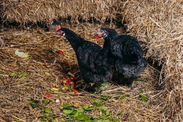 Grupo de pollos en gallinero