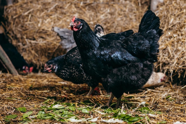 Grupo de pollos en gallinero