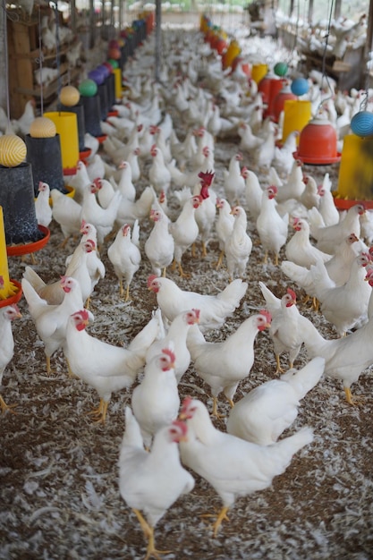 grupo de pollos en un gran corral