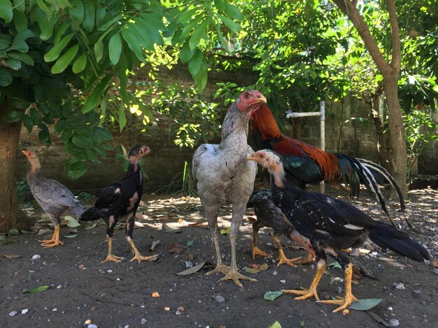 un grupo de pollos jugando al aire libre