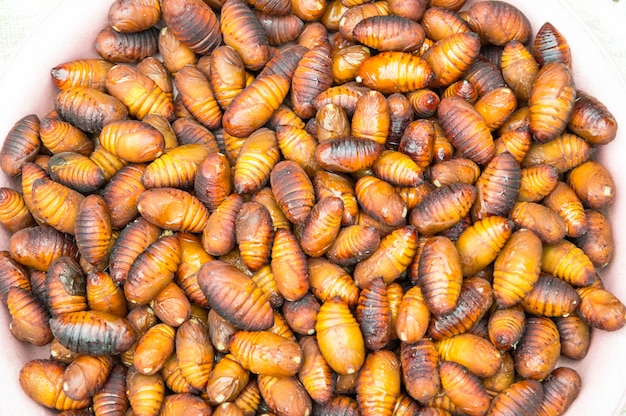 Grupo Pupa marrón.