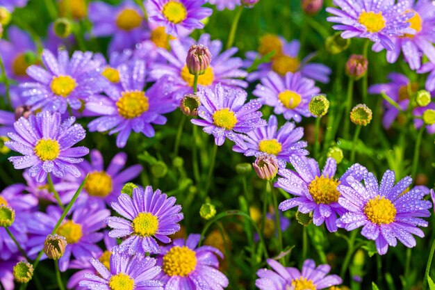 Grupo de Purple Coneflower en el fondo de la naturaleza en el jardín Delicada belleza de primer plano Purple Coneflo