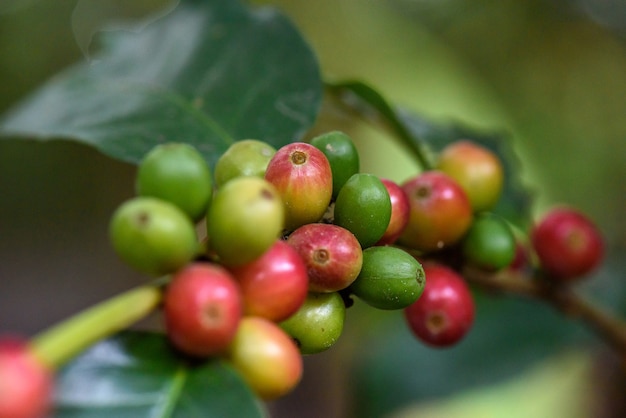Grupo rojo puro de semillas de café en una plantación casi a punto de cosecha