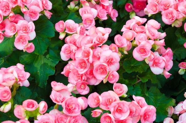 Grupo de rosa hermosa Begonia Tuberhybrida flor cerrar vista superior que florece en el jardín de flores