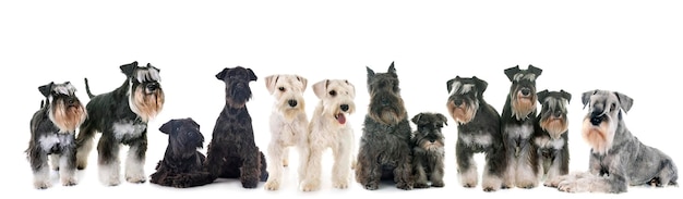 Grupo de Schnauzers delante de un fondo blanco.