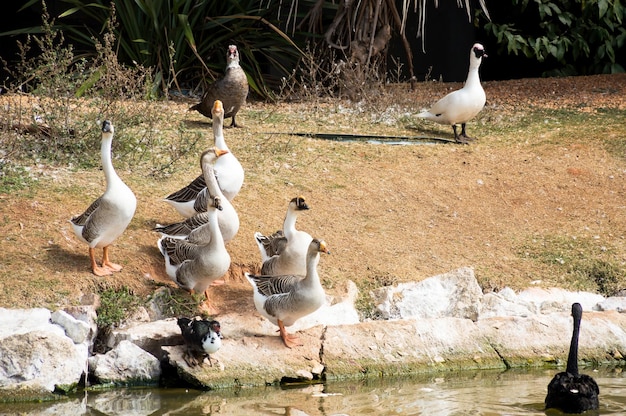 Grupo de seis gansos y tres patos en la orilla del lago y un cisne negro en el agua con el cuello sumergido