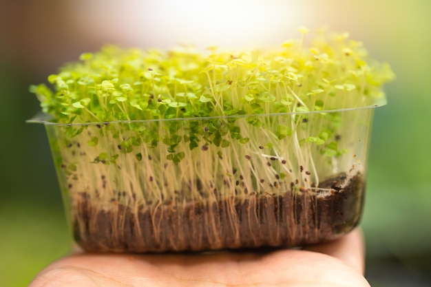 Grupo de sésamo negro planta verde brotar alimentos saludables