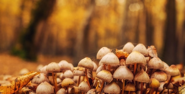 Foto un grupo de setas en el bosque