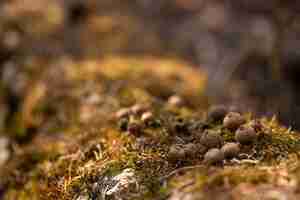 Foto un grupo de setas en un suelo de musgo