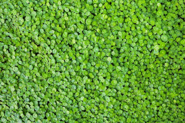 Grupo de Shield Pennywort, Gotu kola