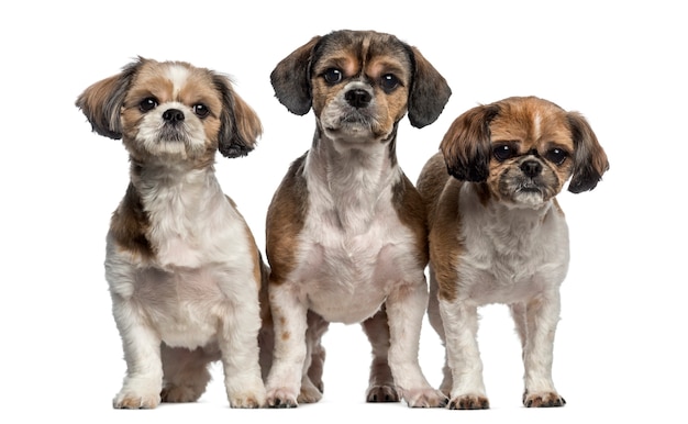 Grupo de Shih Tzu aislado en blanco