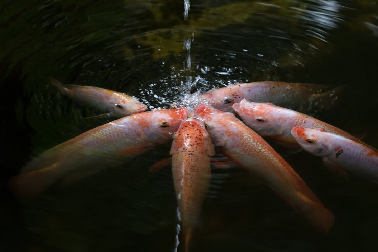 Grupo Tilapia Fish es comer agua en el río.