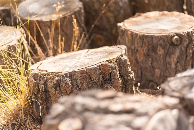 Grupo de tocones de árboles en un campo soleado