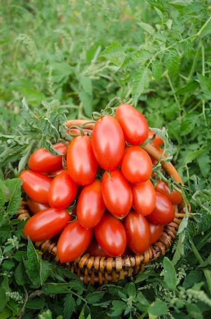 Grupo de tomates de ciruela en una mesa de madera Tomates de ciruela italianos en cesta