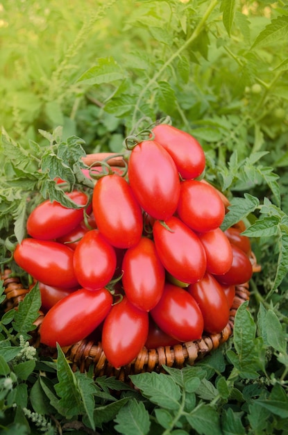 Grupo de tomates de ciruela en una mesa de madera Tomates de ciruela italianos en cesta