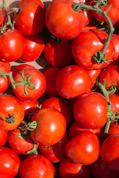 Grupo de tomates frescos