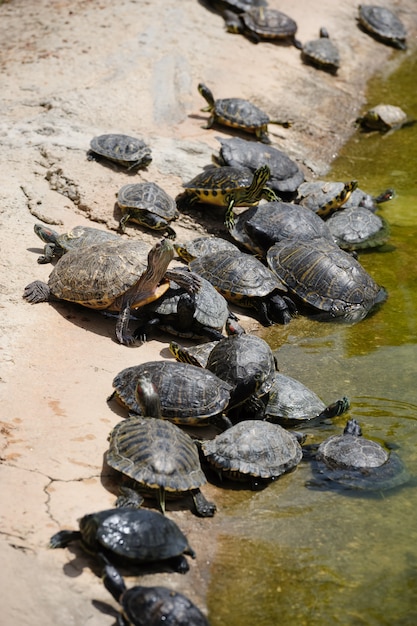 Grupo de tortugas al borde del agua.