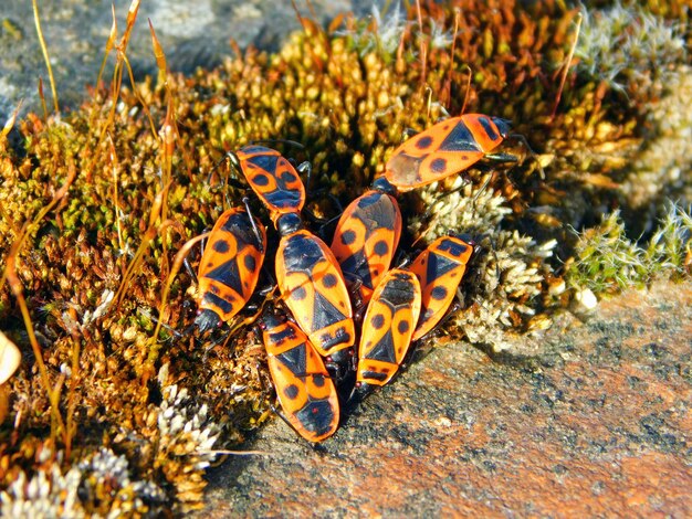 Foto un grupo de tortugas que están en algunas plantas