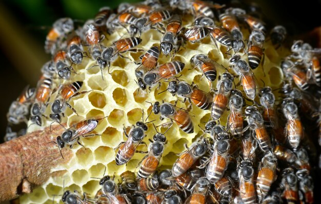 Grupo de trabajo del equipo de abejas