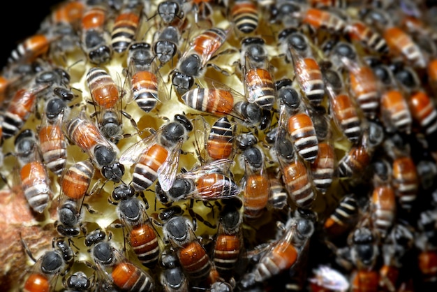 Grupo de trabajo del equipo de abejas